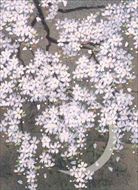 中島千波「春夜月光枝垂桜」
